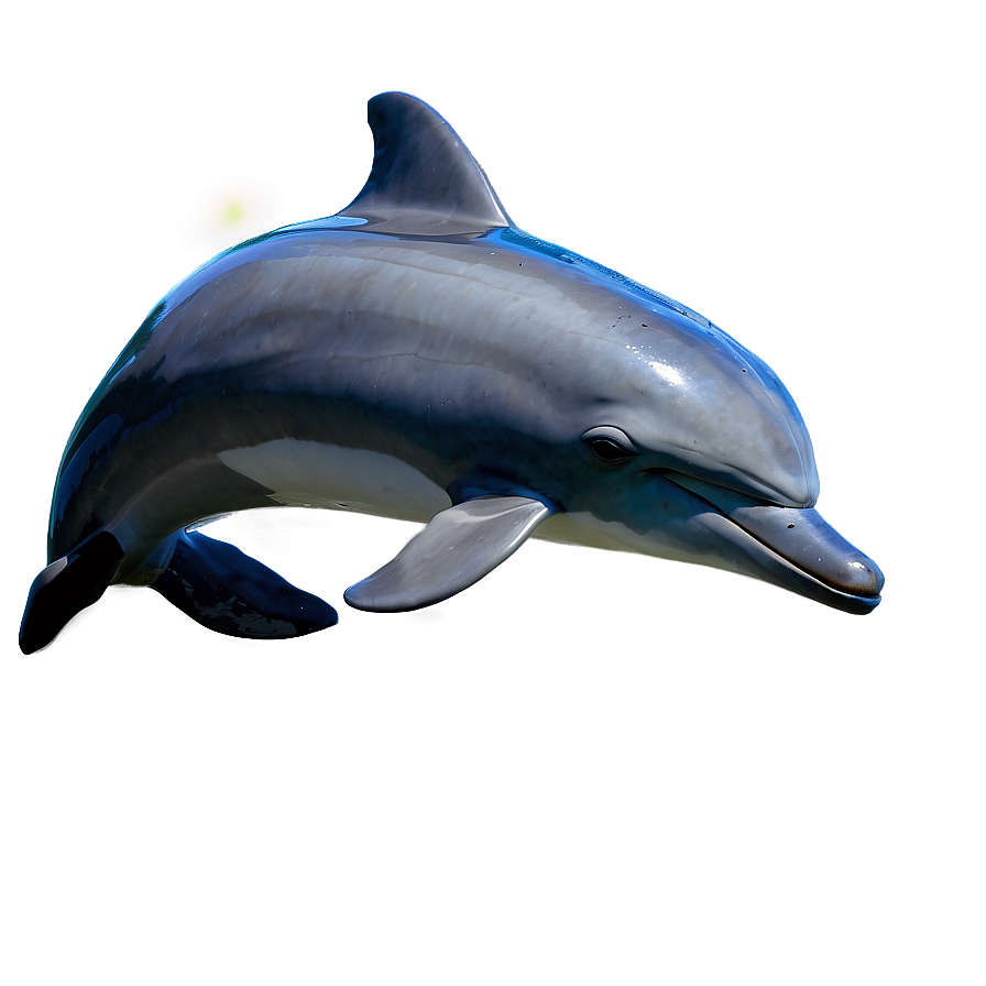 Dolphins Joy Png Nfc77 PNG Image