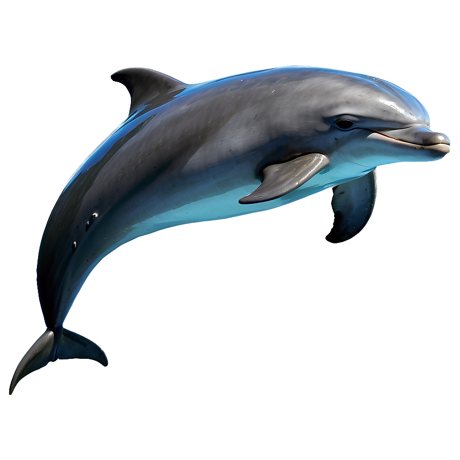 Dolphins Jumping Sunset Png Cdf73 PNG Image