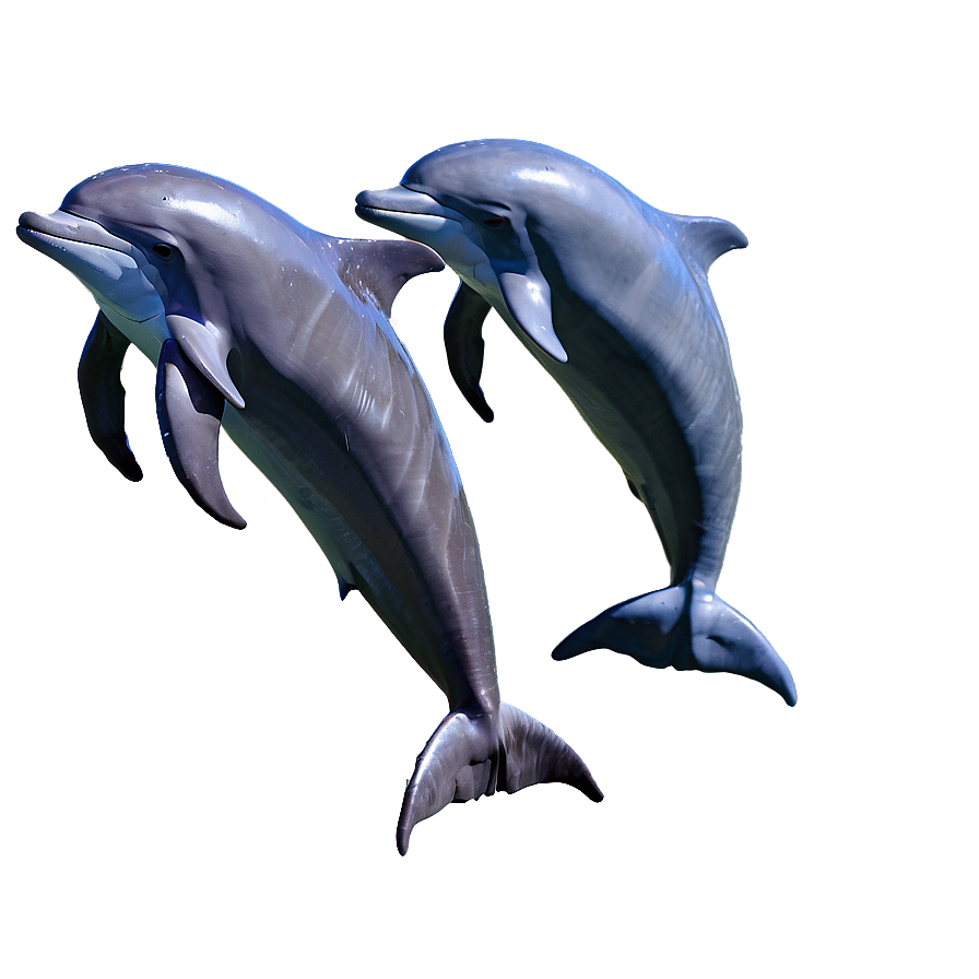 Dolphins Pair Png 62 PNG Image