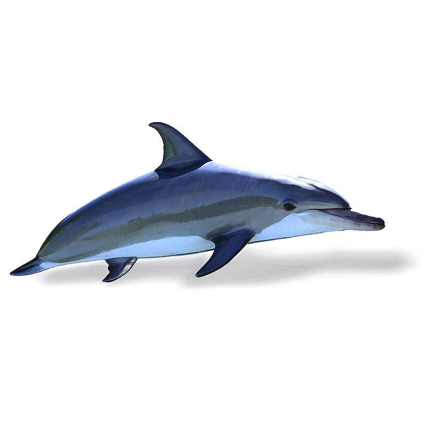 Dolphins Pair Png Nwi69 PNG Image