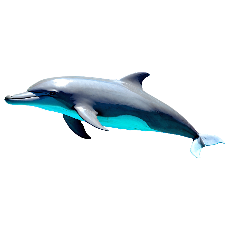 Dolphins Sketch Png 06112024 PNG Image