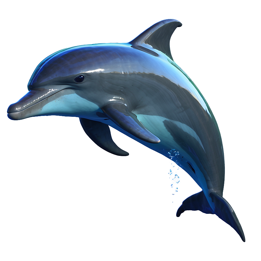 Dolphins Sunset View Png 91 PNG Image