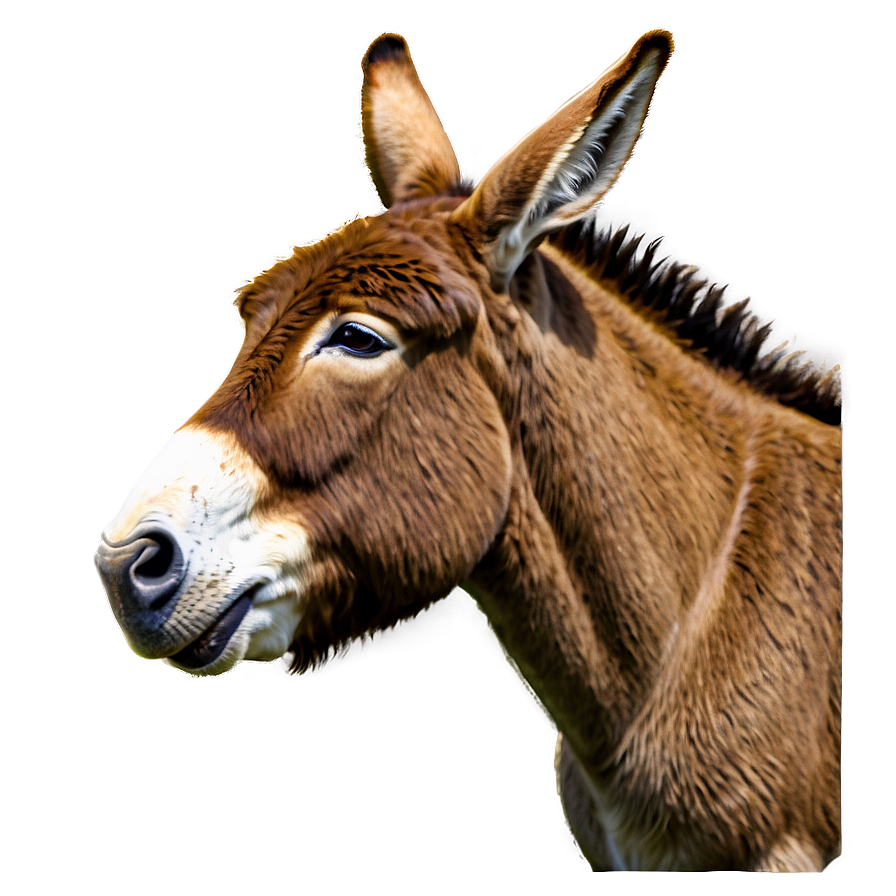 Donkey Head Png Qeo33 PNG Image