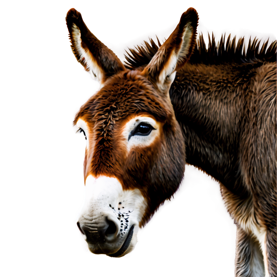 Donkey Illustration Png Aij30 PNG Image