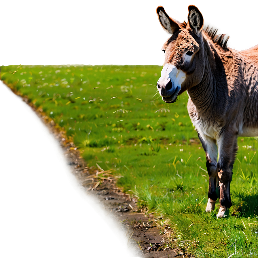 Donkey In Field Png Lar PNG Image