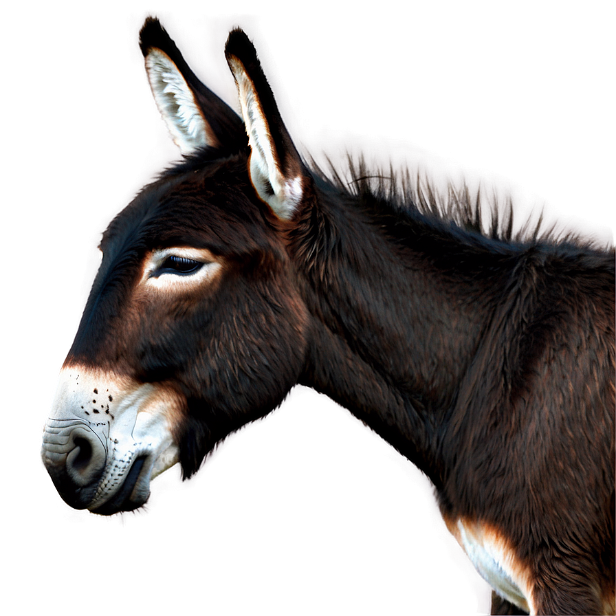 Donkey Outline Png 61 PNG Image