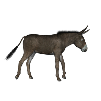 Donkeyin Darkness PNG Image