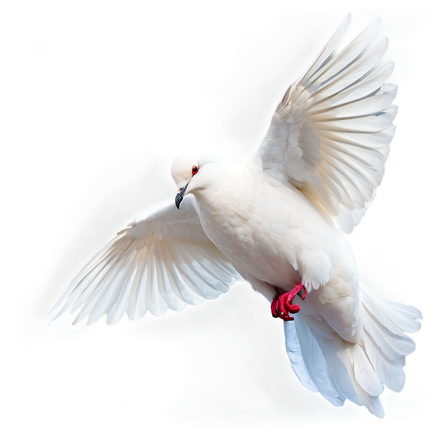 Dove A PNG Image