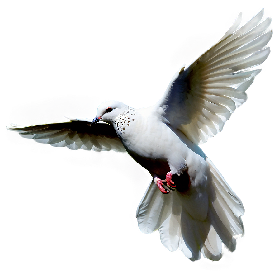 Dove Bird Png 97 PNG Image