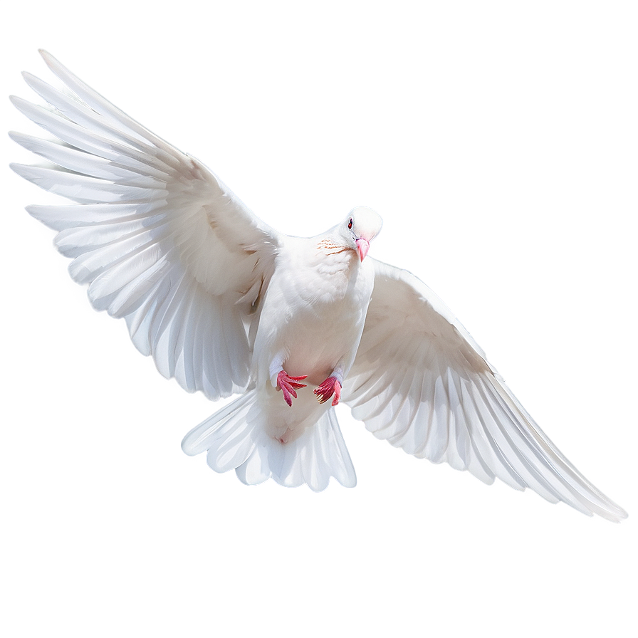 Dove Bird Png Gqy4 PNG Image