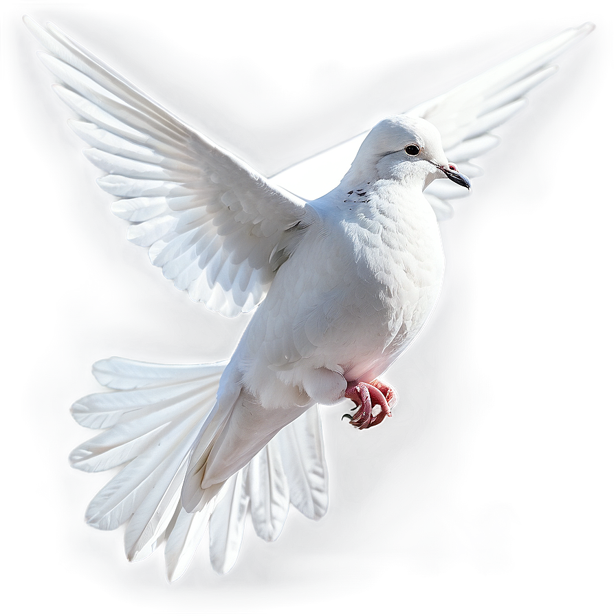 Dove C PNG Image