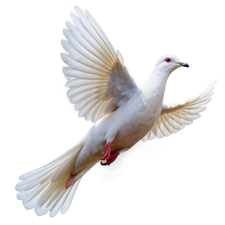 Dove Flying Png 66 PNG Image