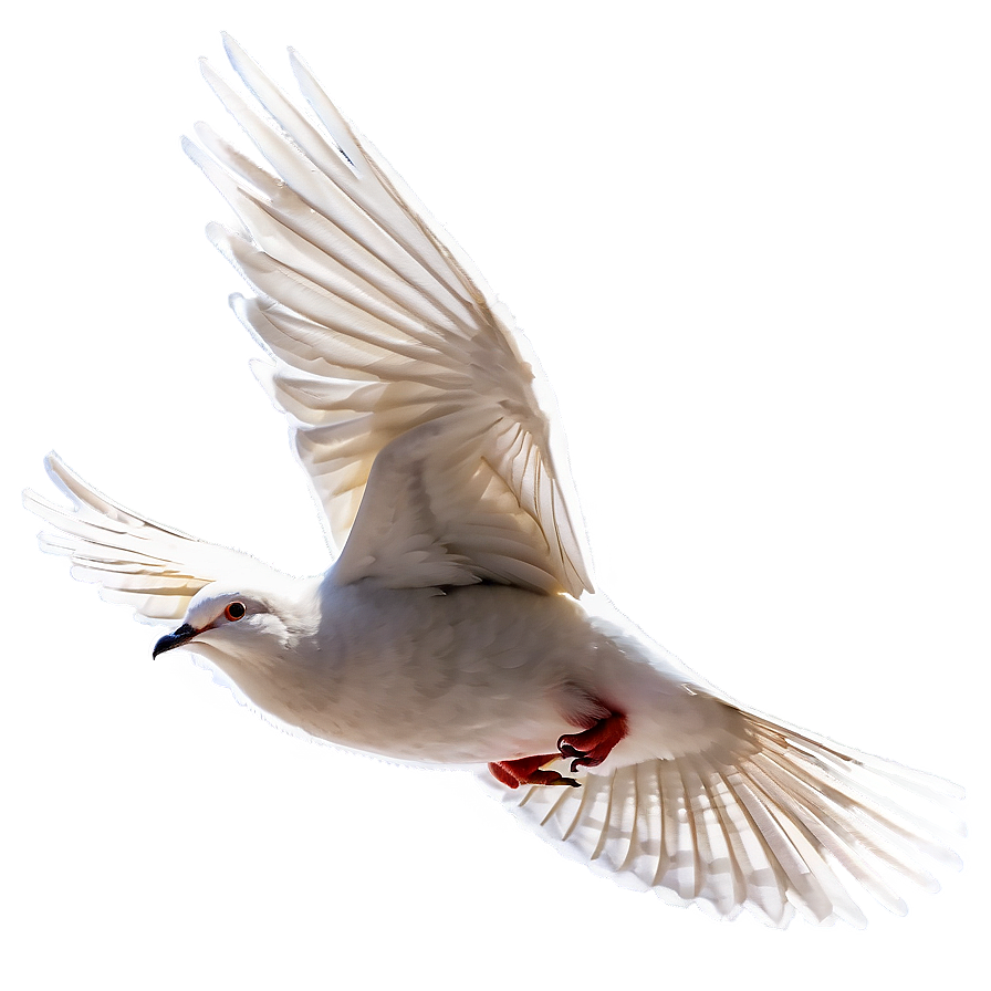 Dove Flying Png Qct PNG Image