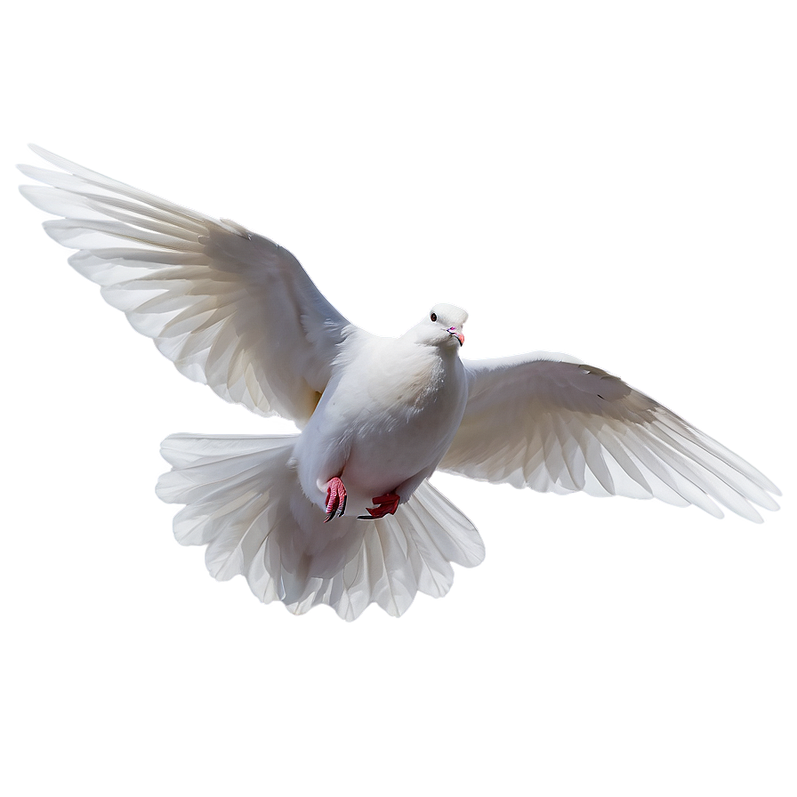 Dove Graphic Png 48 PNG Image