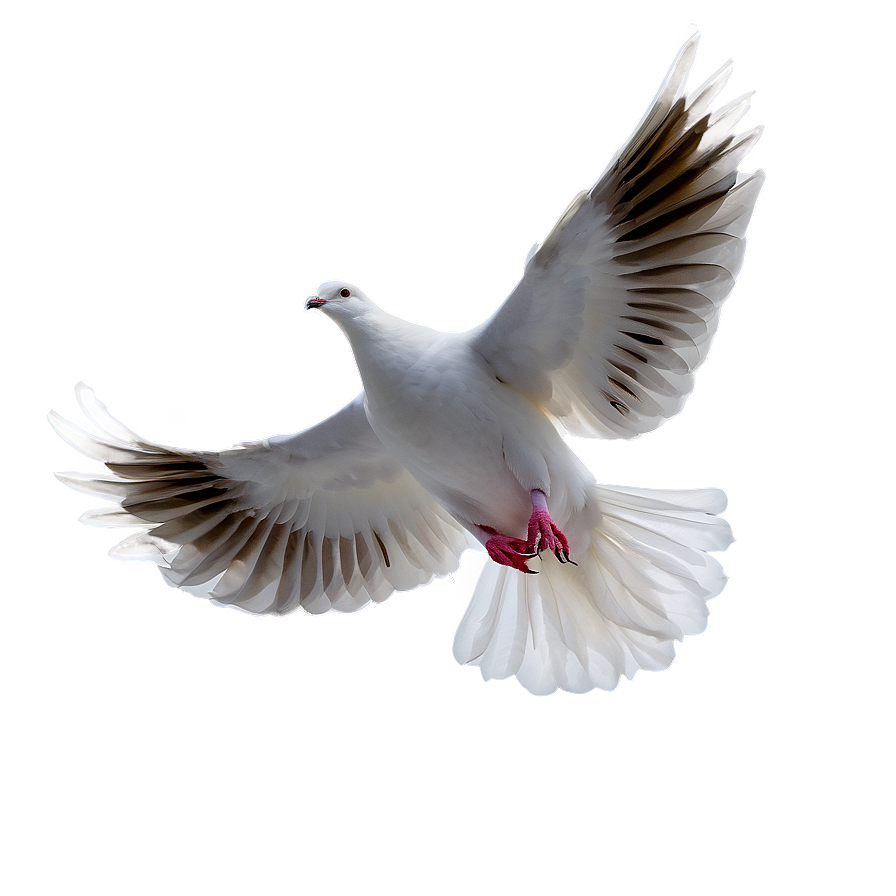 Dove In Sky Png 05042024 PNG Image