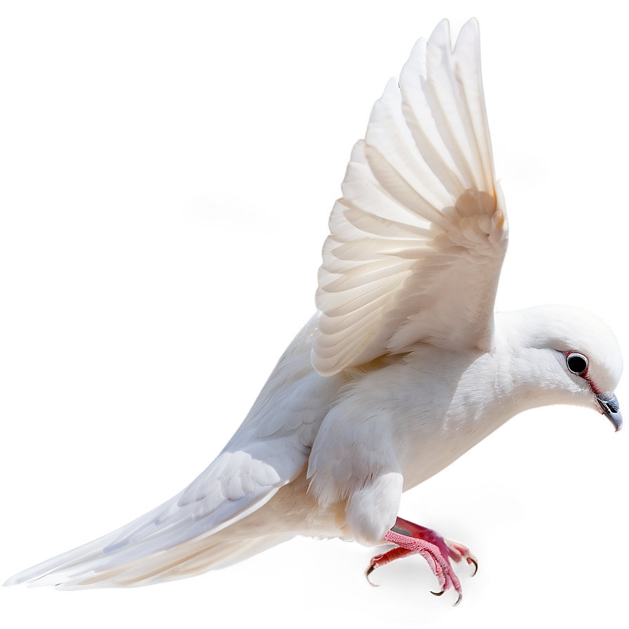 Dove Profile Png Aup PNG Image