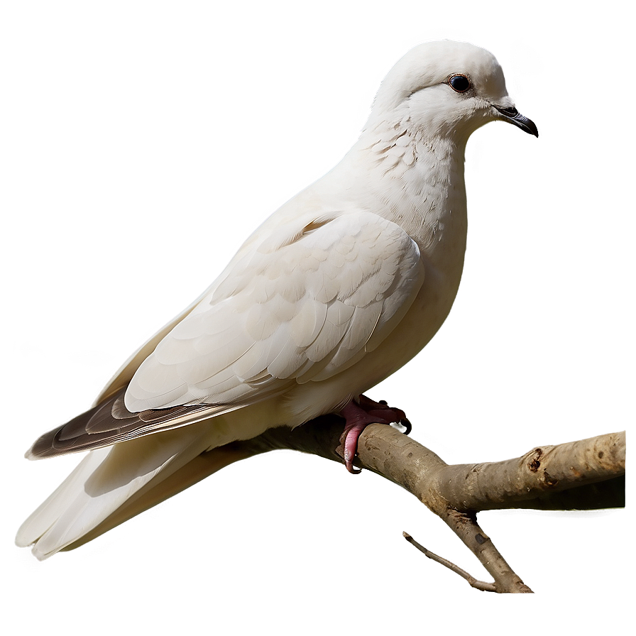 Dove Profile Png Rjr78 PNG Image