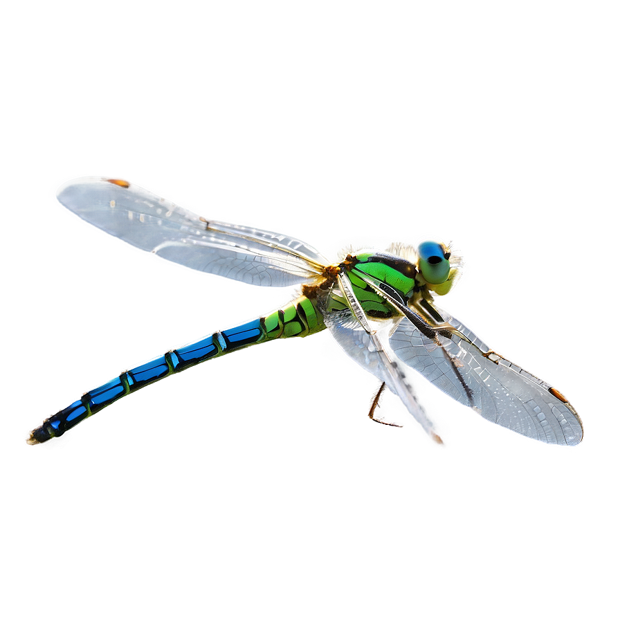 Dragonfly Nymph Aquatic Png Dmc PNG Image