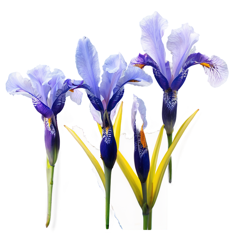 Dreamy Iris Png Clm45 PNG Image