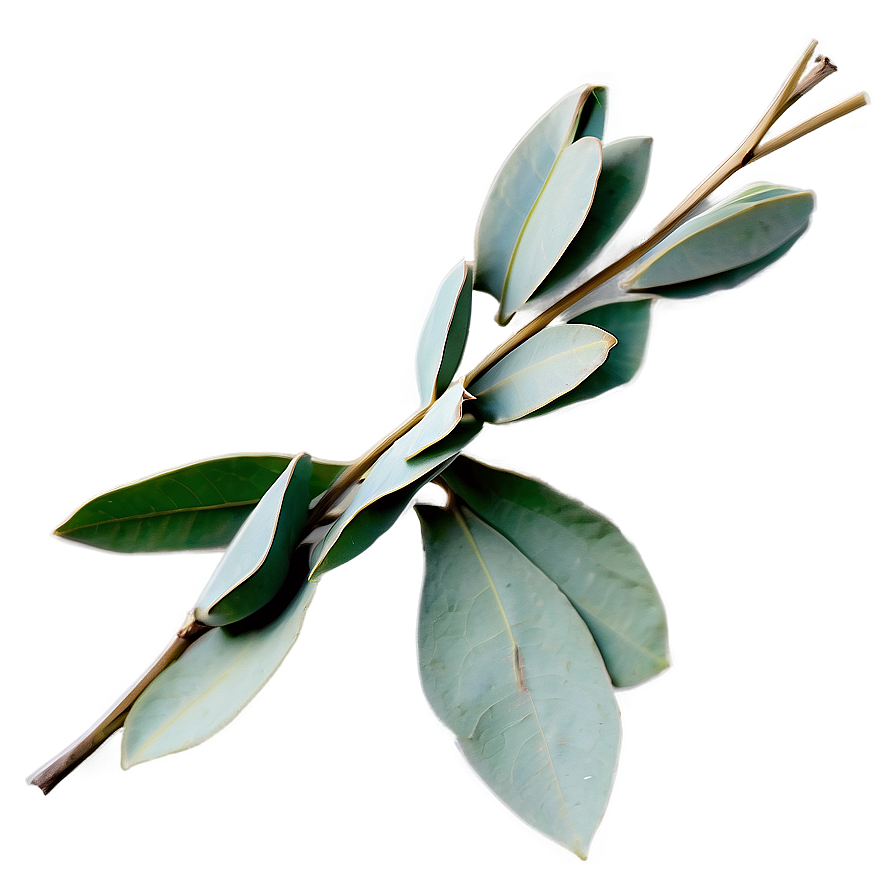 Dried Eucalyptus Bundle Png 05242024 PNG Image