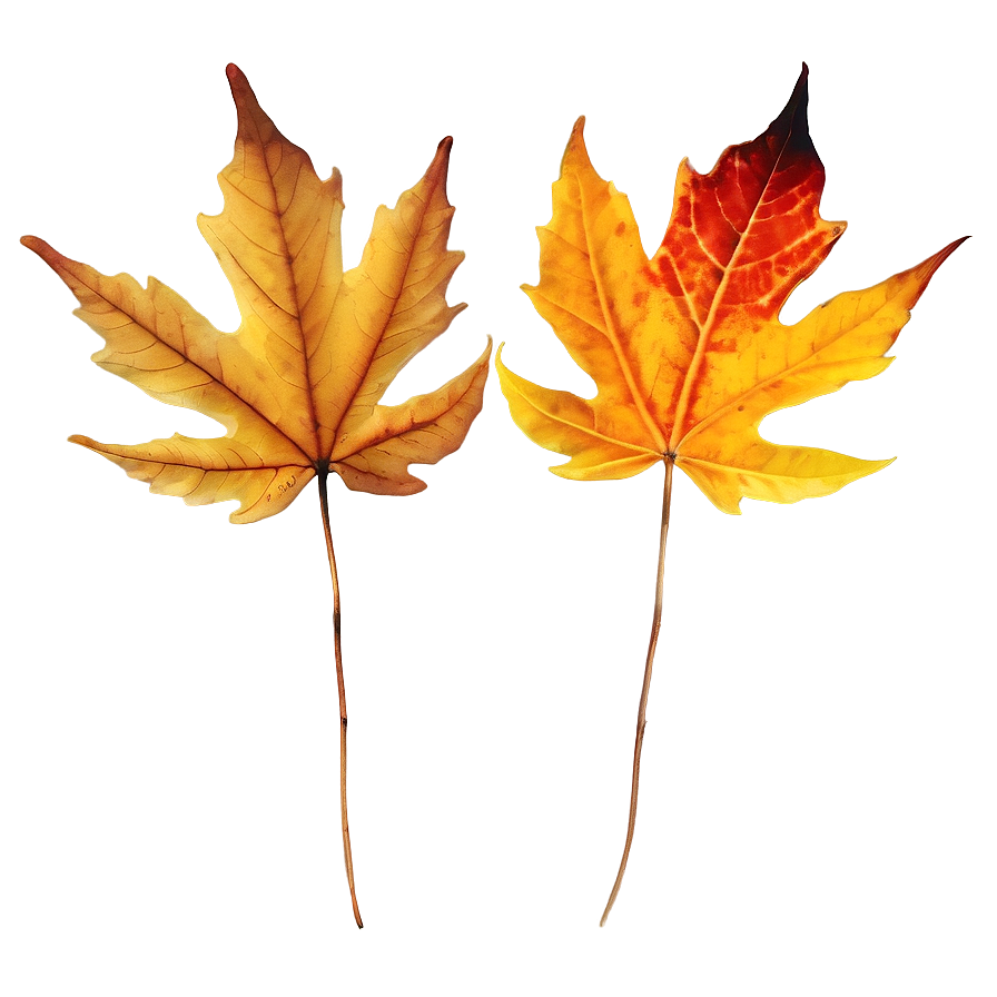 Dried Fall Leaves Png 92 PNG Image