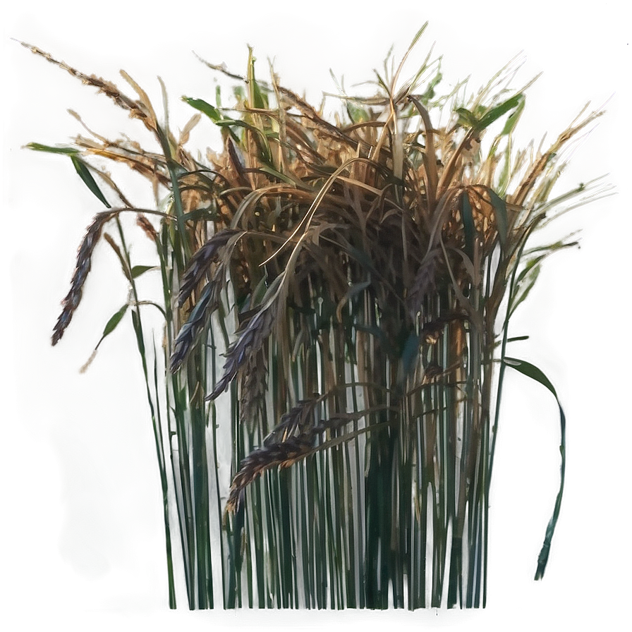 Dried Grass Clippings Png 11 PNG Image