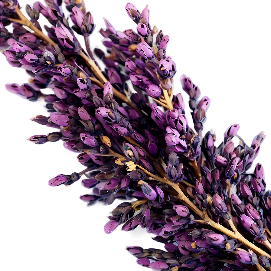 Dried Heather Decoration Png Abc33 PNG Image