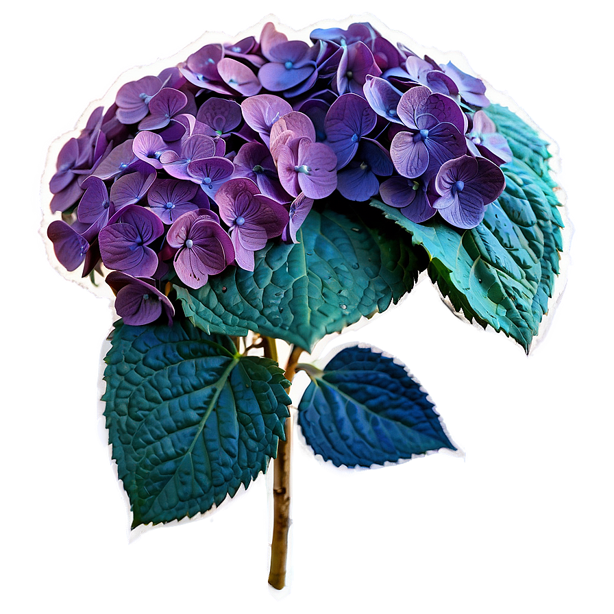 Dried Hydrangea Png 05242024 PNG Image