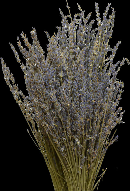 Dried Lavender Bouquet Black Background PNG Image