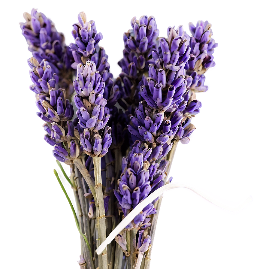 Dried Lavender Bunch Png 05062024 PNG Image