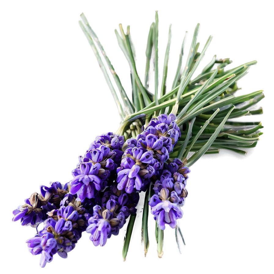 Dried Lavender Bunch Png Erh33 PNG Image