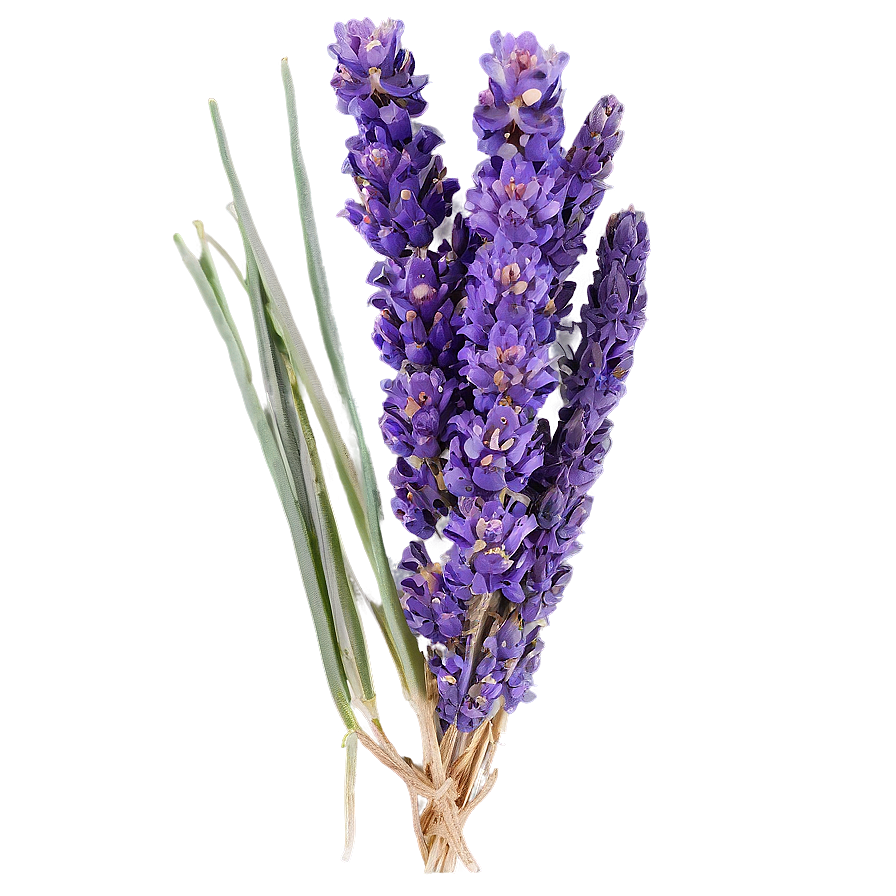 Dried Lavender Bunch Png Xeb80 PNG Image