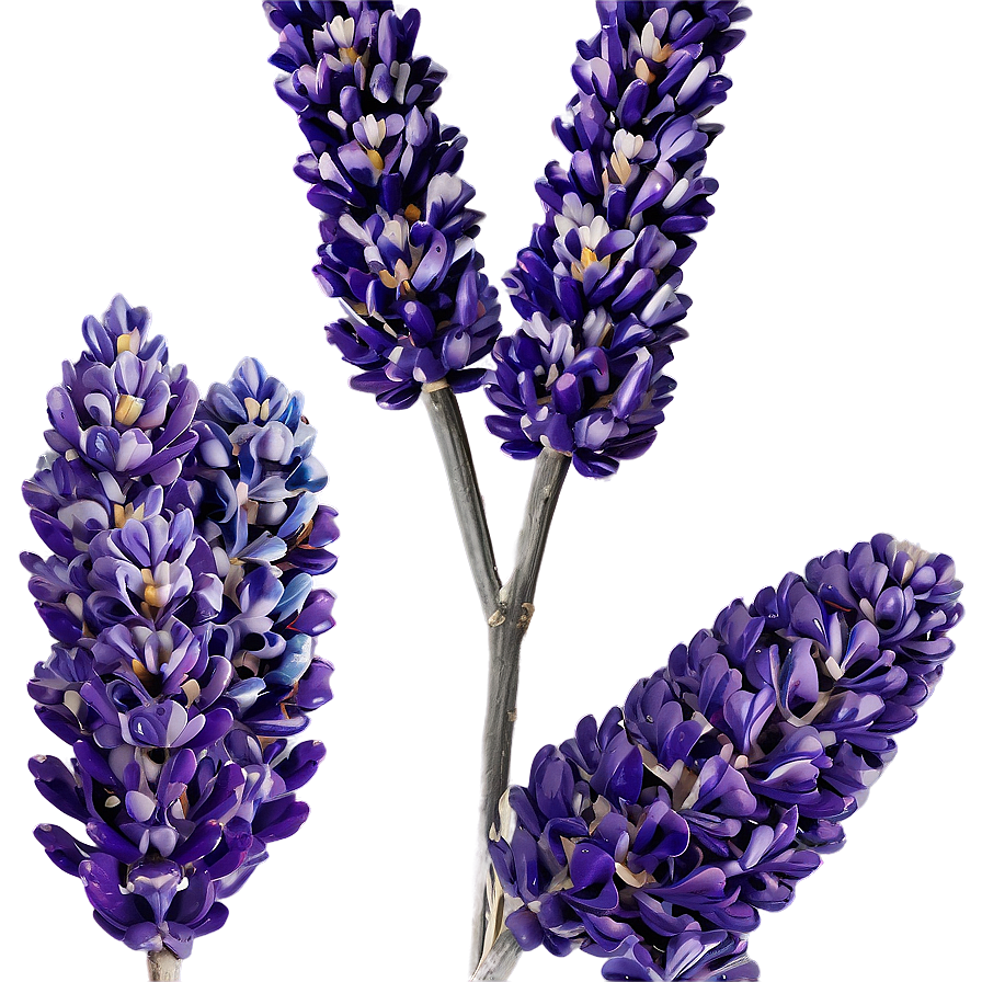 Dried Lavender Decor Png 06282024 PNG Image