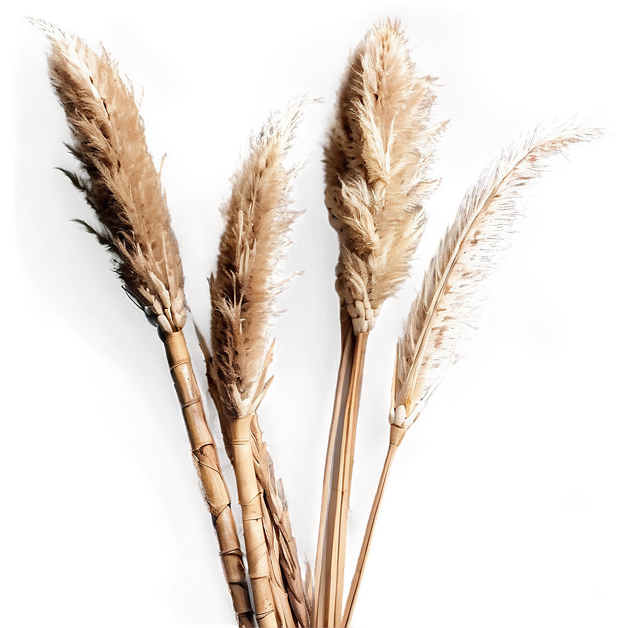 Dried Pampas Bouquet Png 81 PNG Image