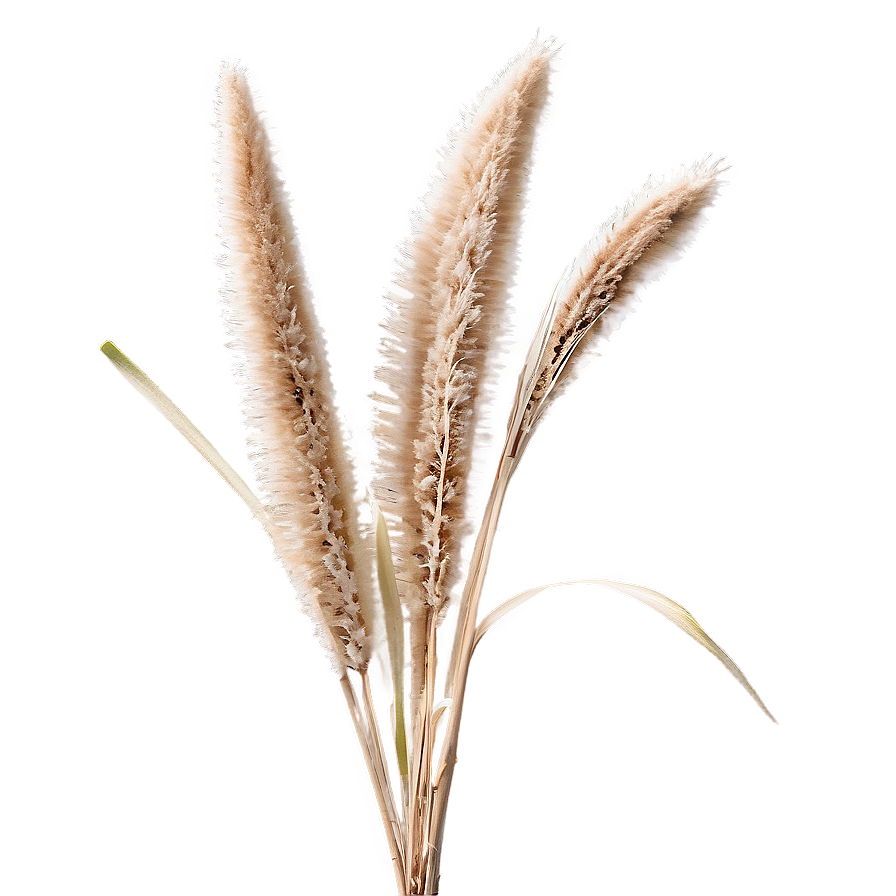 Dried Pampas Grass Png 83 PNG Image