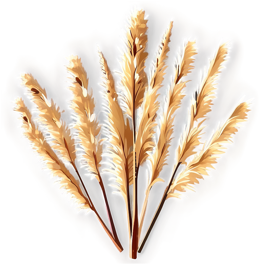 Dried Pampas Grass Png Muq43 PNG Image