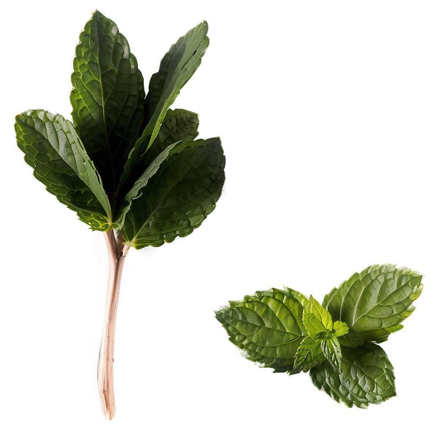 Dried Peppermint Leaves Png Mmm PNG Image