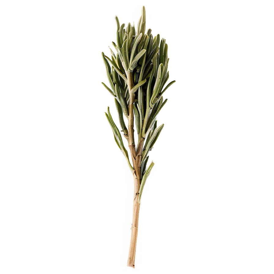 Dried Rosemary Spice Png Jol PNG Image