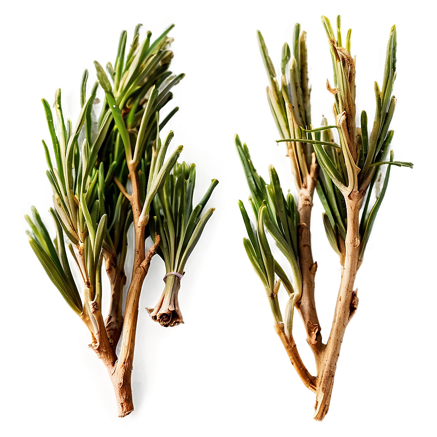 Dried Rosemary Spice Png Yem PNG Image