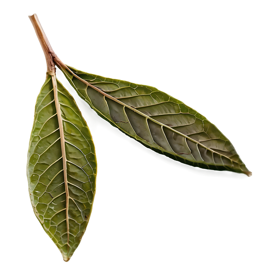 Dried Tea Leaf Png Egr PNG Image