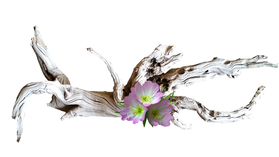 Driftwoodand Pink Flower Art PNG Image