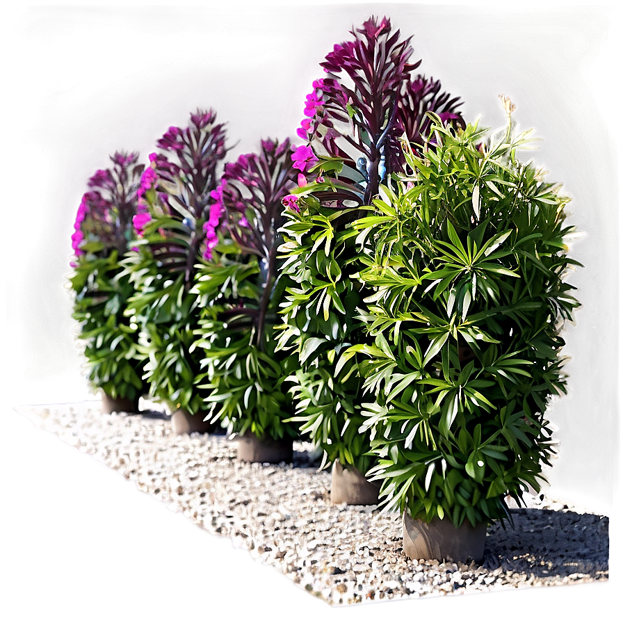 Drought Resistant Shrubs Png Uoc PNG Image