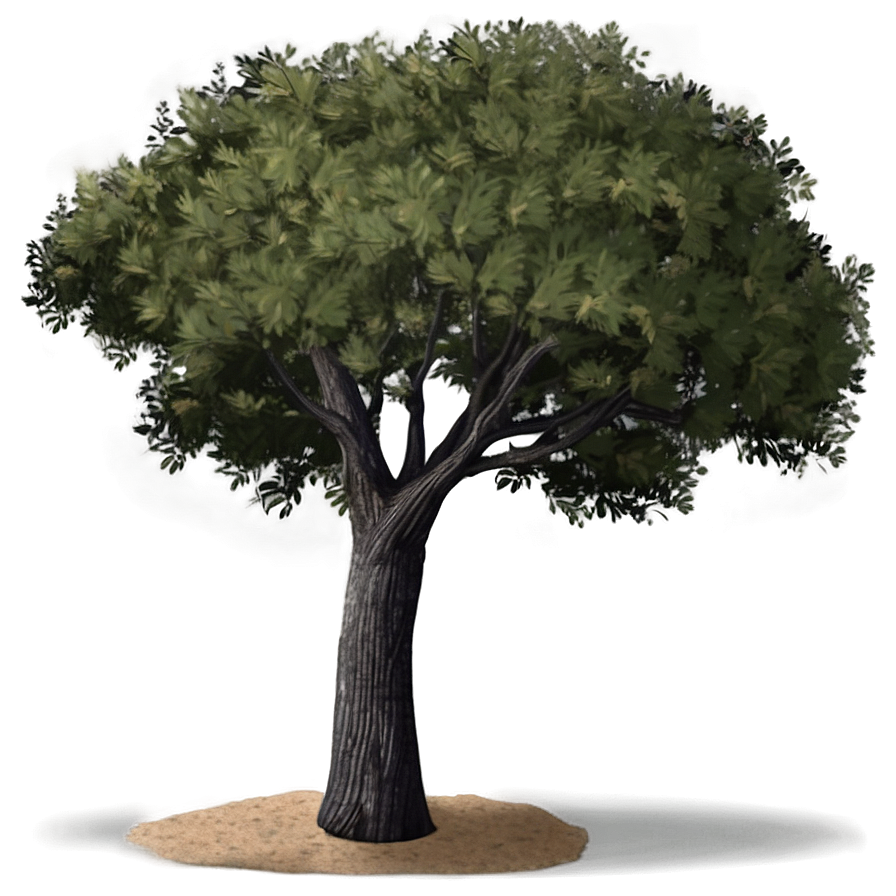 Drought Tolerant Tree Elevation Png 06262024 PNG Image