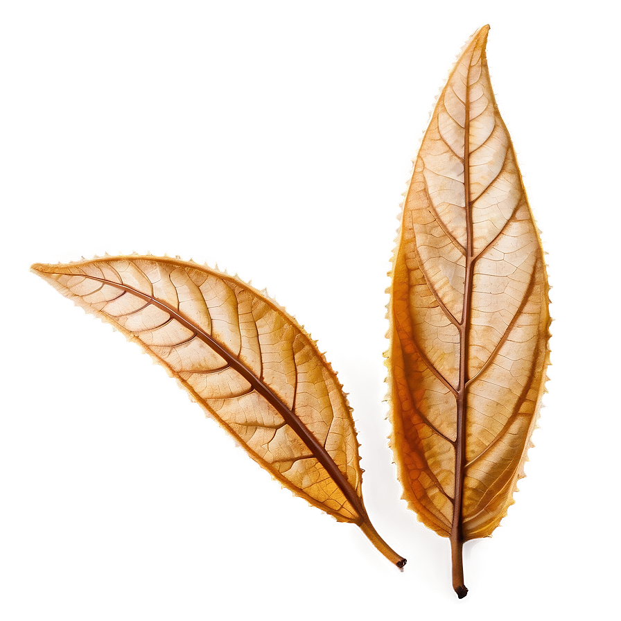 Dry Leaf Png Agl PNG Image