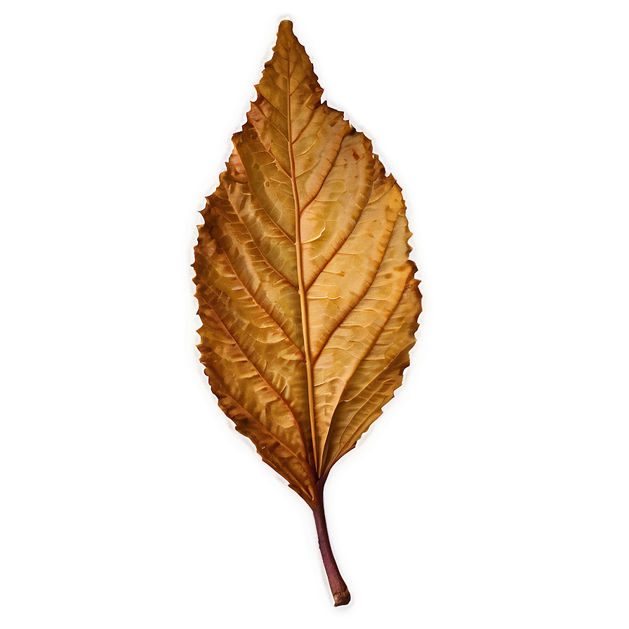 Dry Leaves Png Khs PNG Image