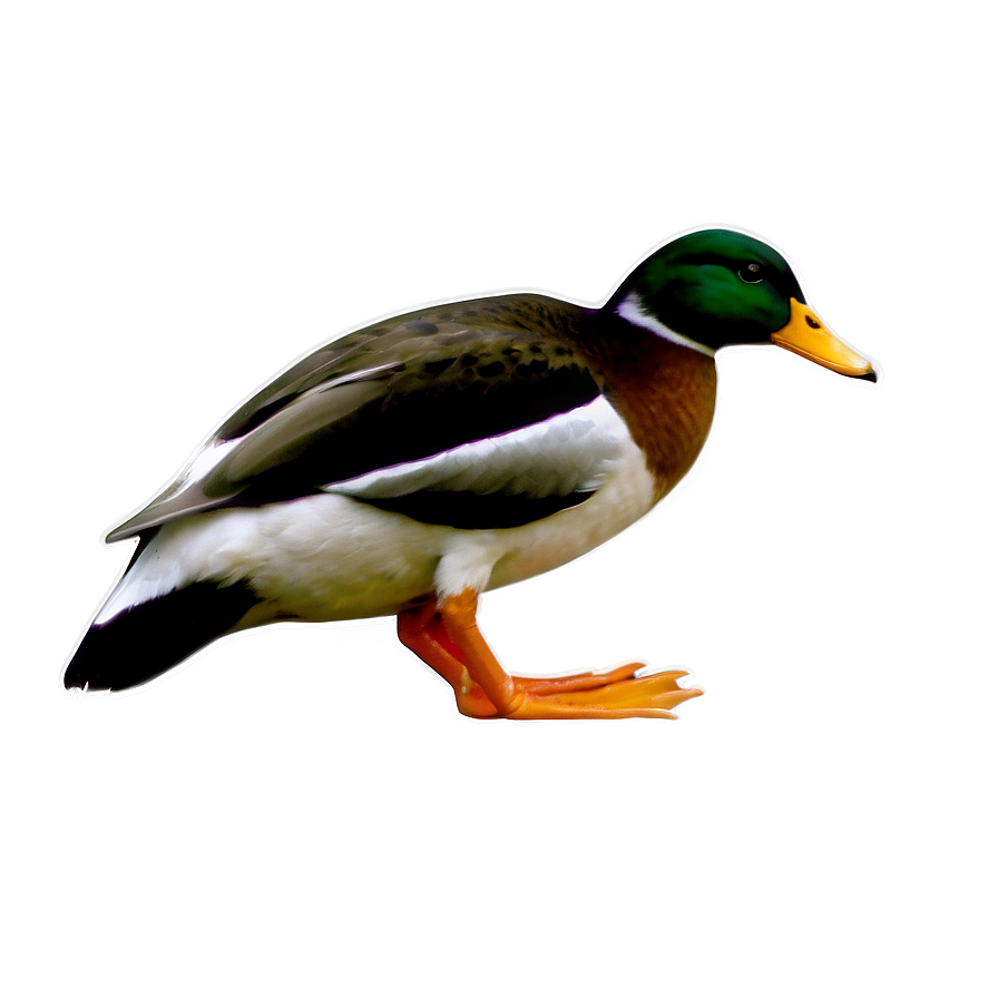 Duck B PNG Image