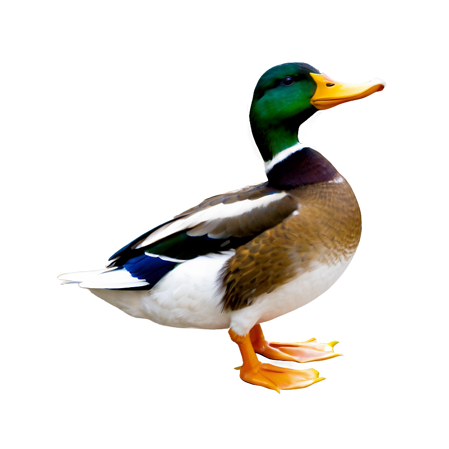 Duck D PNG Image