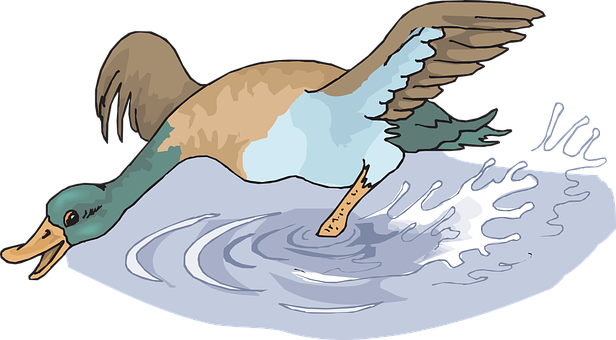 Duck Landingon Water Illustration PNG Image