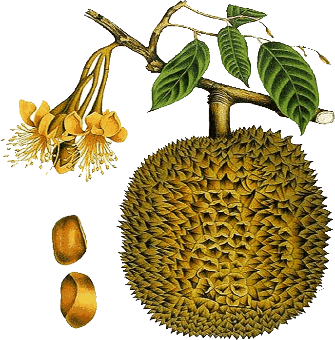 Durian Fruit Branch Flowers Seeds Illustration PNG Image