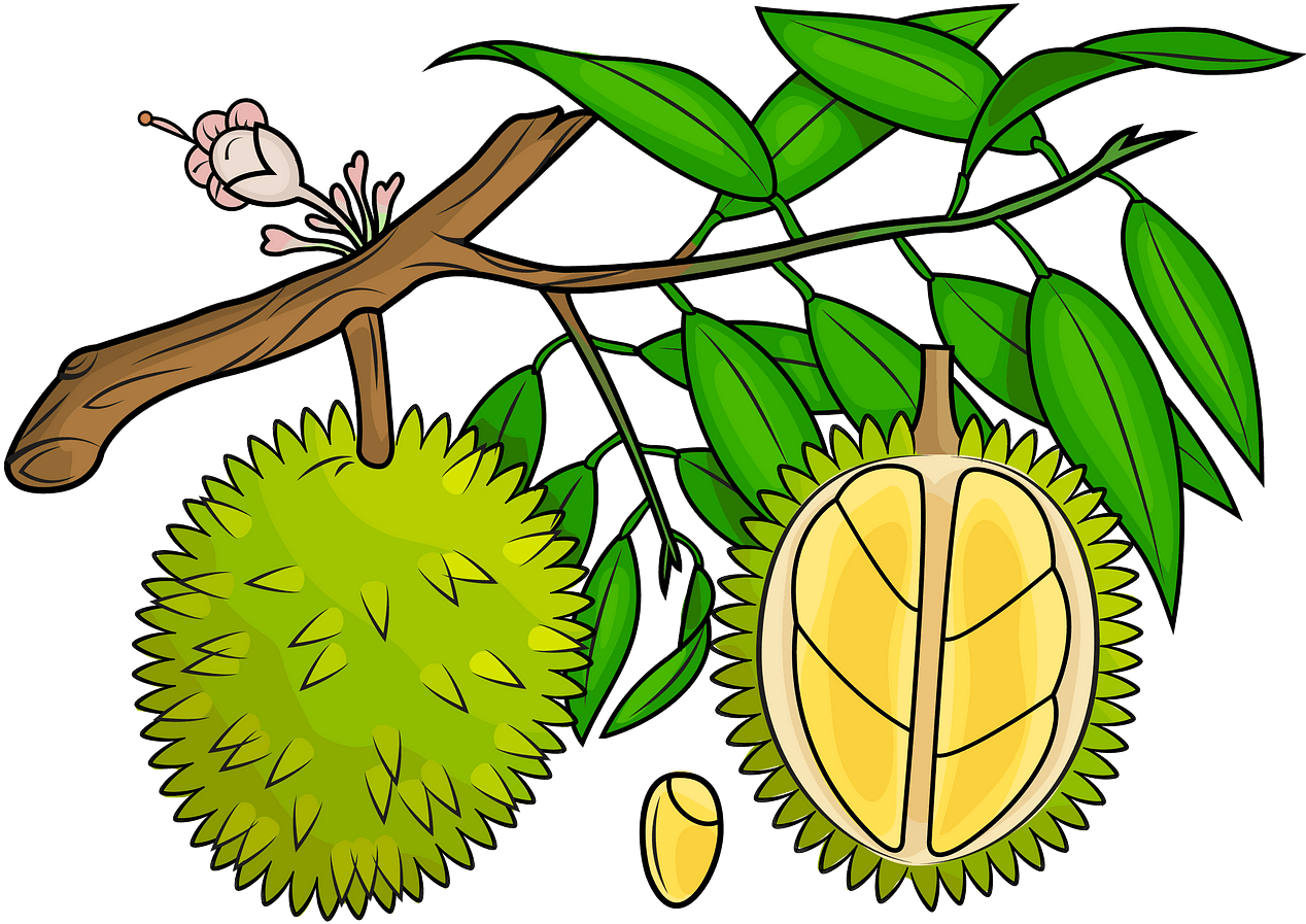 Durian Fruit Branch Illustration PNG Image